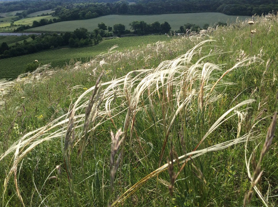 Stipa pennata